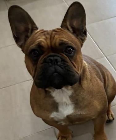 French Bulldog for sale by FRENCHCHIOTS