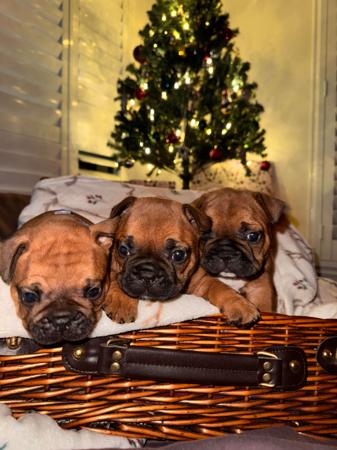 French Bulldog for sale by FRENCHCHIOTS