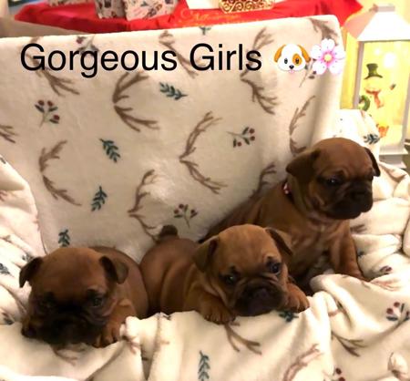 French Bulldog for sale by FRENCHCHIOTS