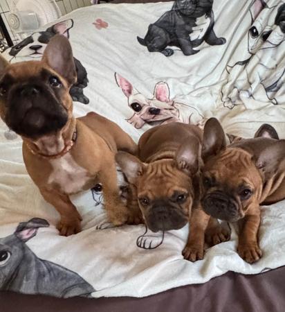French Bulldog for sale by FRENCHCHIOTS