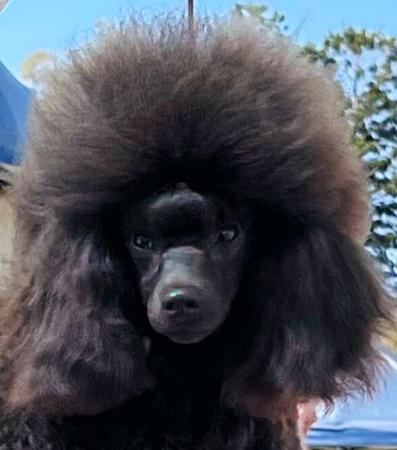 Poodle (Toy) for sale by WARRANGO