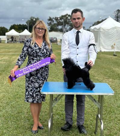 Poodle (Toy) for sale by WARRANGO