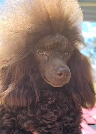 Poodle (Toy) for sale by WARRANGO