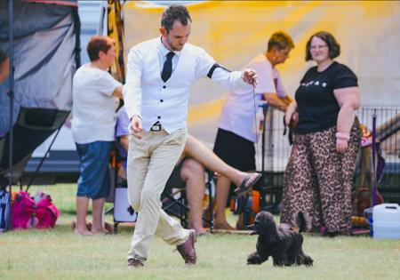 Poodle (Toy) for sale by WARRANGO