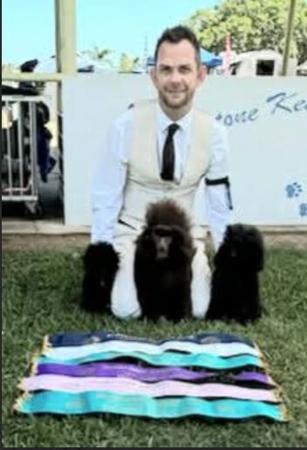 Poodle (Toy) for sale by WARRANGO