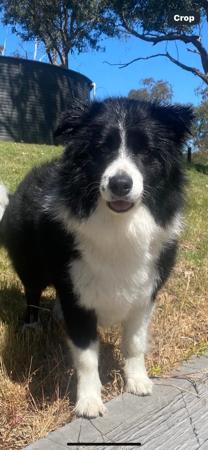 Border Collie for sale by KELMITH