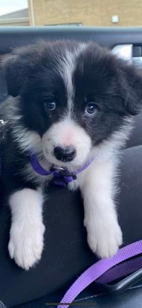Border Collie for sale by KELMITH