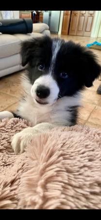 Border Collie for sale by KELMITH