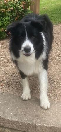Border Collie for sale by KELMITH