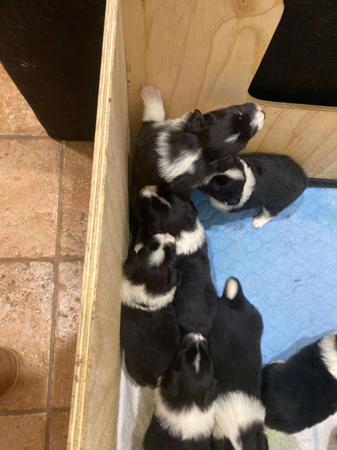 Border Collie for sale by KELMITH