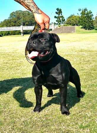 Staffordshire Bull Terrier for sale by OATHKEEPER
