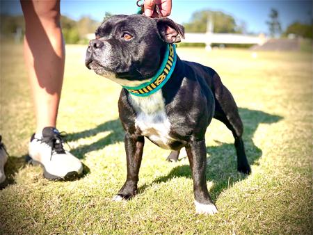 Staffordshire Bull Terrier for sale by OATHKEEPER