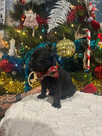 Staffordshire Bull Terrier for sale by OATHKEEPER