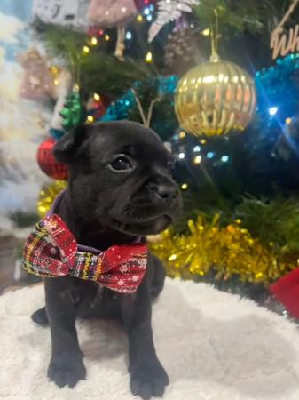 Staffordshire Bull Terrier for sale by OATHKEEPER