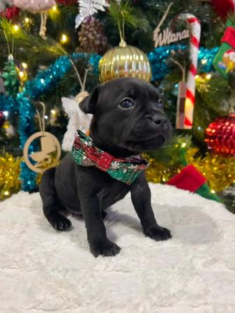 Staffordshire Bull Terrier for sale by OATHKEEPER