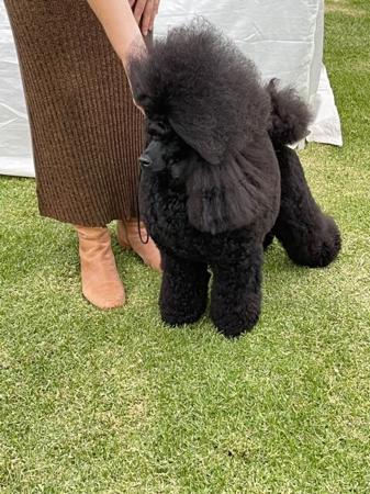 Poodle (Miniature) for sale by ZAZZIN