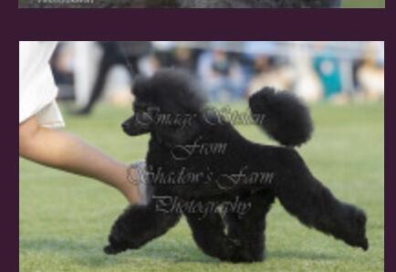 Poodle (Miniature) for sale by ZAZZIN