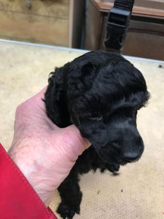 Poodle (Miniature) for sale by ZAZZIN