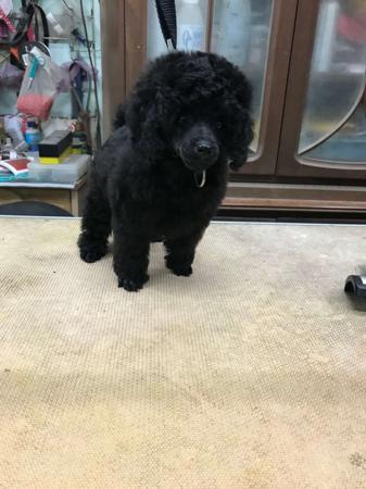 Poodle (Miniature) for sale by ZAZZIN