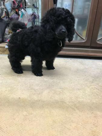 Poodle (Miniature) for sale by ZAZZIN