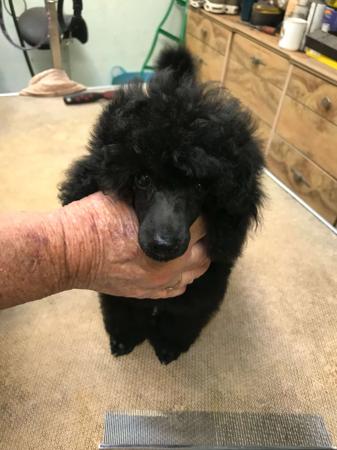 Poodle (Toy) puppy for sale by ZAZZIN