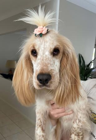 Cocker Spaniel for sale by ASHERANCE