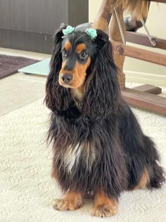 Cocker Spaniel for sale by ASHERANCE