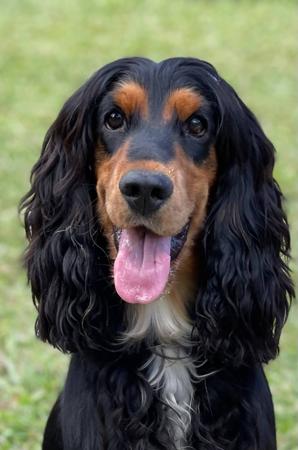 Cocker Spaniel for sale by ASHERANCE