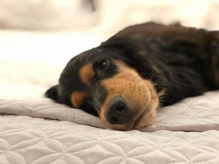 Cocker Spaniel for sale by ASHERANCE