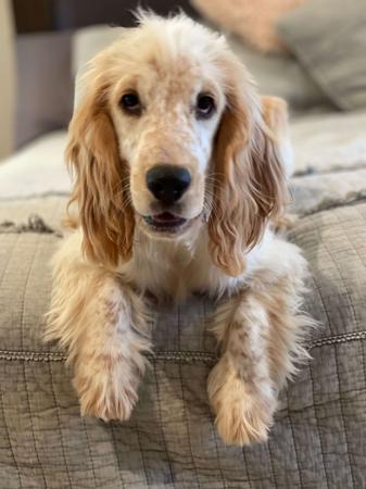 Cocker Spaniel for sale by ASHERANCE
