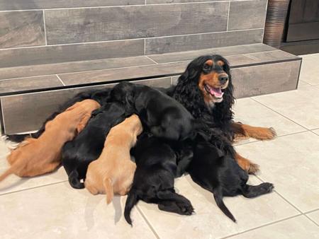 Cocker Spaniel for sale by ASHERANCE
