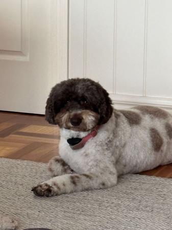 Lagotto Romagnolo for sale by NATOBELLO