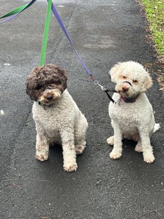 Lagotto Romagnolo for sale by NATOBELLO
