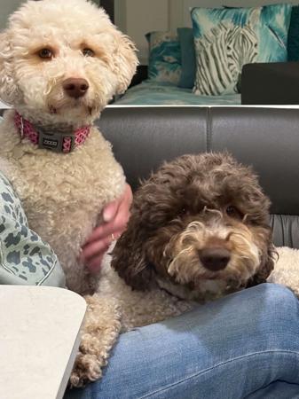 Lagotto Romagnolo for sale by NATOBELLO