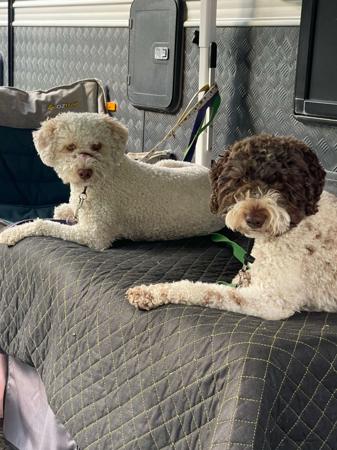 Lagotto Romagnolo for sale by NATOBELLO