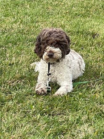 Lagotto Romagnolo for sale by NATOBELLO