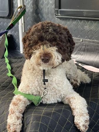 Lagotto Romagnolo puppy for sale by NATOBELLO