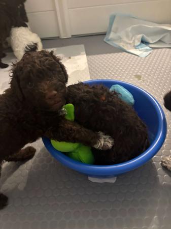 Lagotto Romagnolo puppy for sale by NATOBELLO
