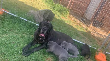 Neapolitan Mastiff for sale by CENTURIONE