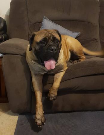 Bullmastiff for sale by MAINARD