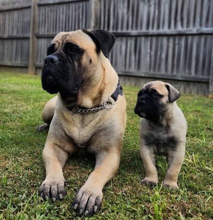 Bullmastiff for sale by MAINARD