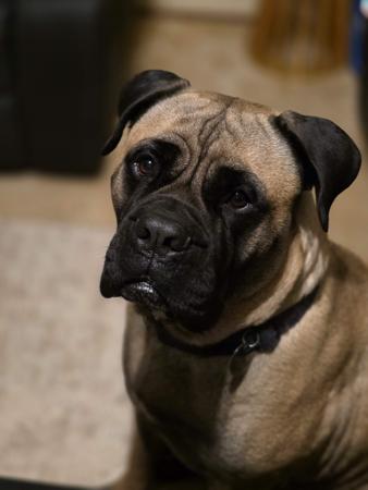 Bullmastiff for sale by MAINARD