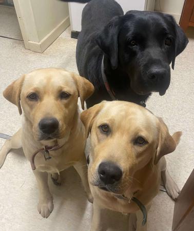 Labrador Retriever for sale by REDGUMSLABS