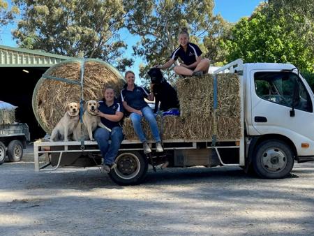Labrador Retriever for sale by REDGUMSLABS