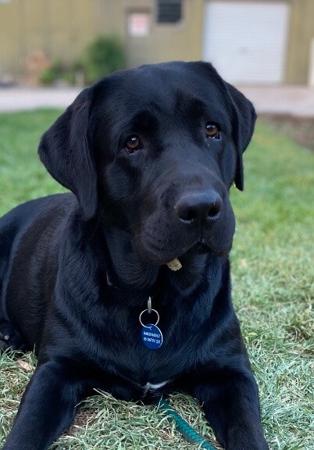 Labrador Retriever for sale by REDGUMSLABS