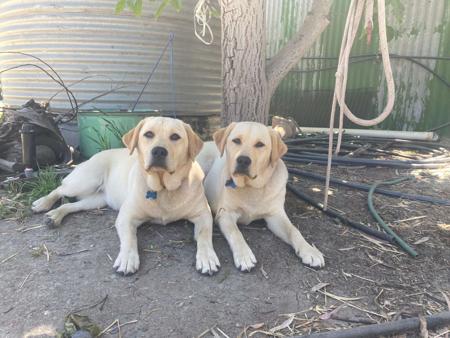 Labrador Retriever for sale by REDGUMSLABS