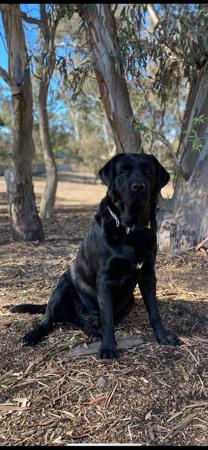 Labrador Retriever for sale by REDGUMSLABS