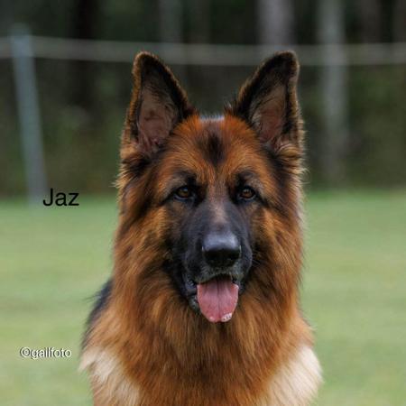 German Shepherd Dog (Long Stock Coat) for sale by STROSLLAPARC