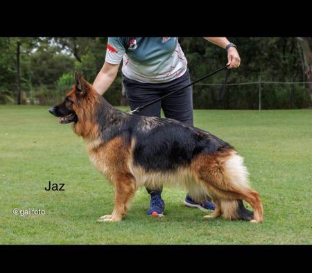 German Shepherd Dog (Long Stock Coat) for sale by STROSLLAPARC
