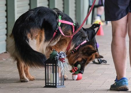 German Shepherd Dog (Long Stock Coat) for sale by STROSLLAPARC